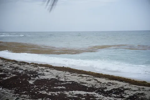 Sargazo — PLAYA BAHORUCO (Sur)